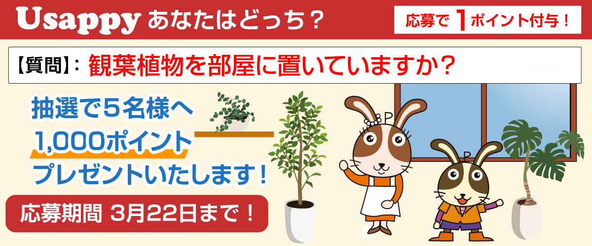 観葉植物を部屋に置いていますか？？